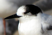 White-fronted Tern (Sterna striata)